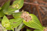 Tropical Mexican clover